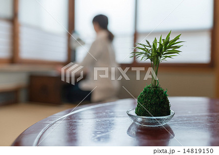 苔玉 苔玉 14819150