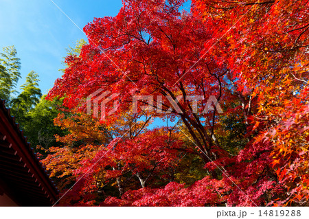 紅葉の常寂光寺 14819288
