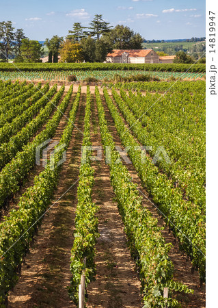 Vineyards of Saint Emilion, sunny day Vineyards of Saint Emilion, sunny day 14819947