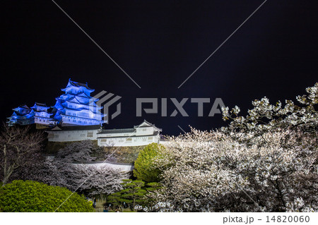 姫路城　夜桜 14820060
