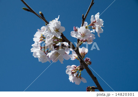 桜（ソメイヨシノ）枝1本 14820301
