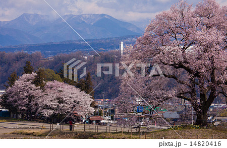 わに塚の桜と街並 14820416