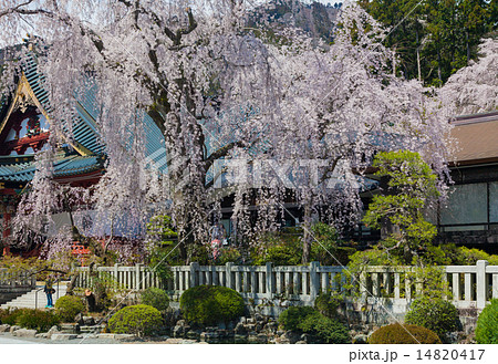 久遠寺のしだれ桜 14820417