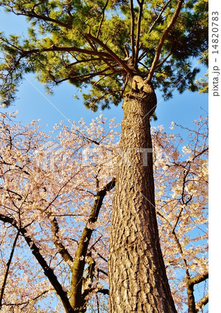 松と蒼天美に咲くソメイヨシノ 14820783