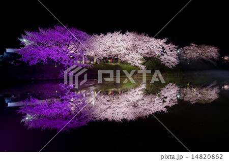 福岡　桜まつり 14820862