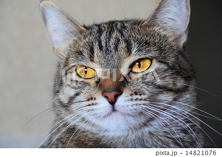 Cat's portrait with yellow eyes Cat's portrait with yellow eyes 14821076