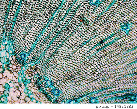 Pine Wood micrograph 14821832
