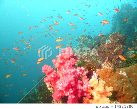 伊豆・式根島の赤いソフトコーラルとキンギョハナダイ 伊豆・式根島の赤いソフトコーラルとキンギョハナダイ 14821880