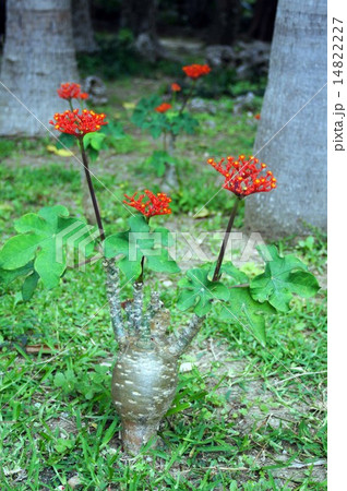 トックリアブラギリ 14822227