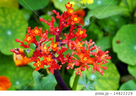 トックリアブラギリ トックリアブラギリ 14822229