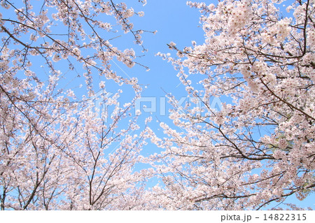 さくら花見 14822315