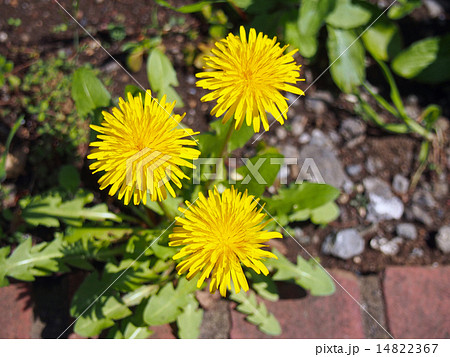 3本のタンポポ 14822367