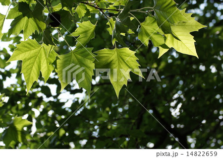 スズカケノキ スズカケノキ 14822659