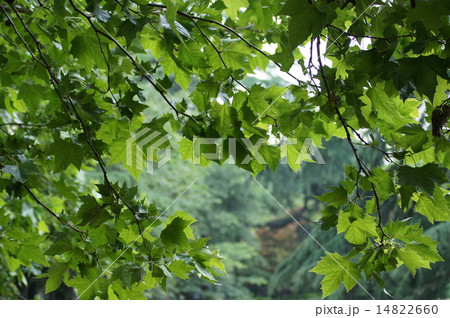 スズカケノキ 14822660