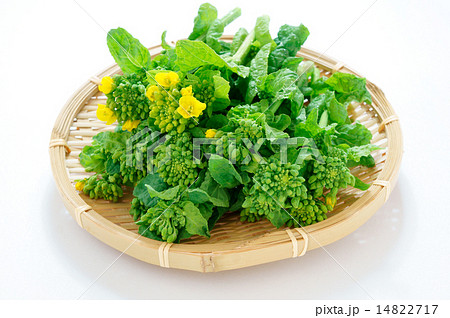菜の花　食用 14822717