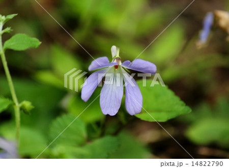 タチツボスミレ 14822790