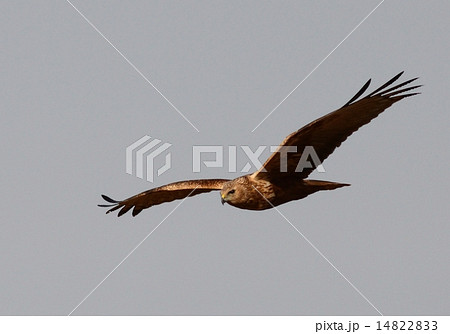 チュウヒ チュウヒ 14822833