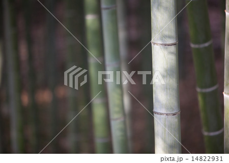 竹林 竹林 14822931