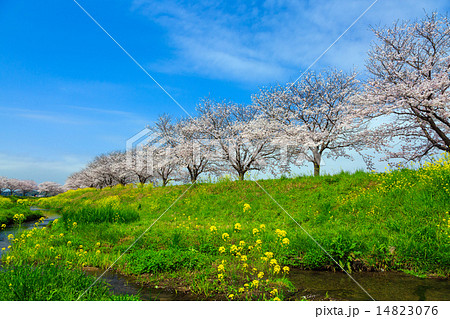 草場川の桜並木の写真素材