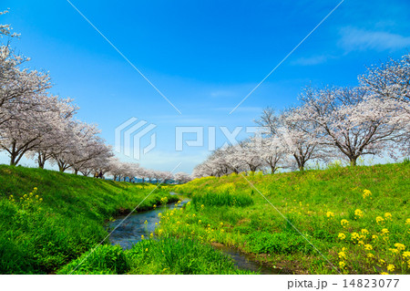 草場川の桜並木の写真素材