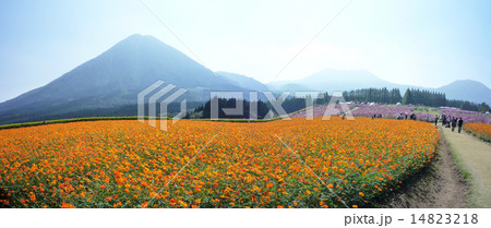 生駒高原から見る霧島連山・夷守岳 14823218