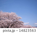 晴天の中の満開の桜 14823563