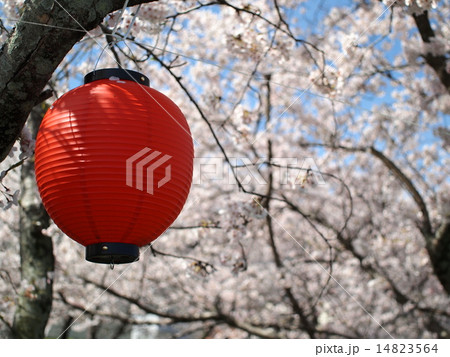 お祭りの提灯 お祭りの提灯 14823564