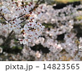サクラ 14823565
