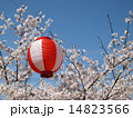 お祭りの提灯と桜 14823566