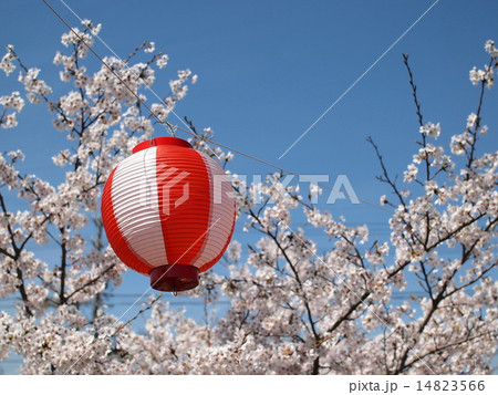 お祭りの提灯と桜 お祭りの提灯と桜 14823566