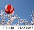さくらまつり 14823567