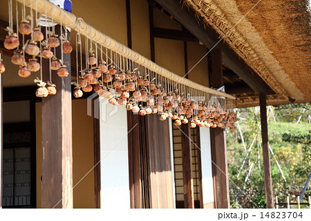 干し柿 干し柿 14823704