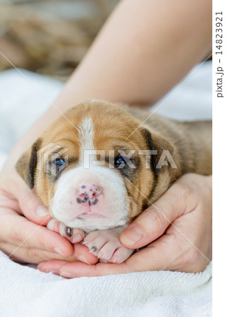 pit bull puppy dog pit bull puppy dog 14823921