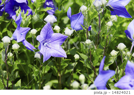 静岡県 周智郡 香勝寺（ききょう寺） 桔梗 14824021