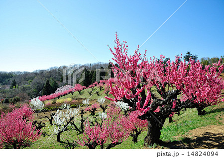 花桃の丘の写真素材