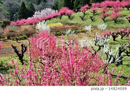 花桃の丘の写真素材
