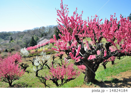 花桃の丘の写真素材