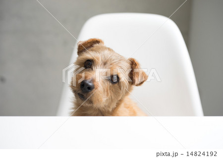 首をかしげる犬 14824192