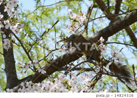 桜の花を食べるリス（鎌倉） 14824316