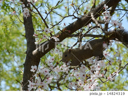桜の花を食べるリス 鎌倉 の写真素材