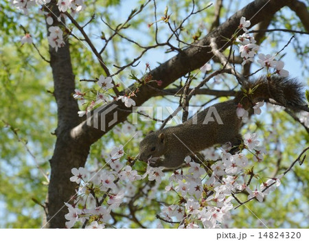 桜の花を食べるリス（鎌倉） 14824320