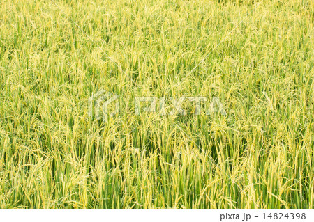 rice plant in rice field rice plant in rice field 14824398