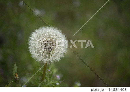 タンポポの綿帽子 14824403