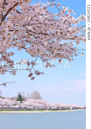 桜満開の伊佐沼 小江戸川越春まつり 桜満開の伊佐沼 小江戸川越春まつり 14824521