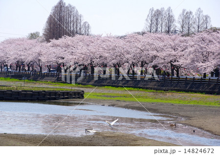 桜満開の伊佐沼　小江戸川越春まつり 14824672