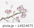 さくら 14824675