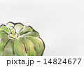 かぼちゃ 14824677