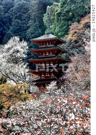 桜 14825427
