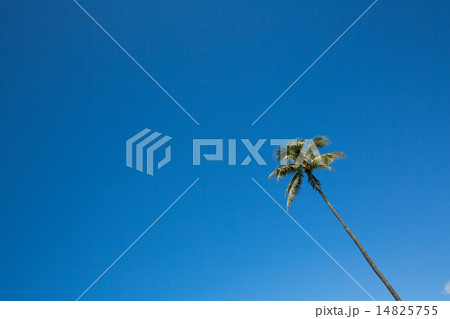 Palm tree with blue sky 3 14825755
