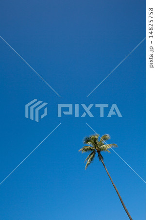Palm tree with blue sky 4 14825758